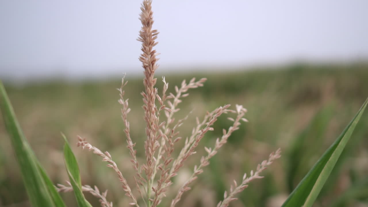 Close up shot of seeds on top of a corn crop