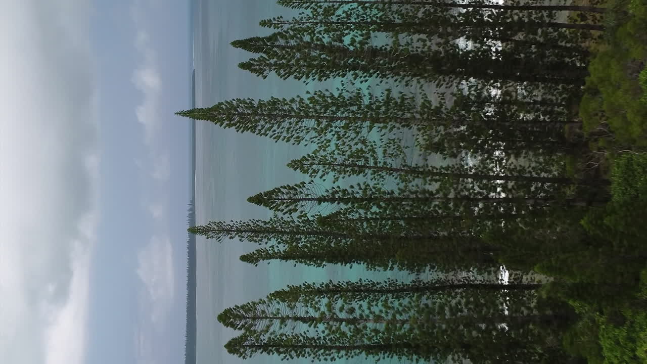 aerial: pinos columnares en la costa de la isla de los pinos, nueva caledonia, formato vertical