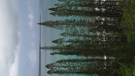 Aerial:-columnar-pine-trees-on-Isle-of-Pines-coast,-New-Caledonia,-vertical-format