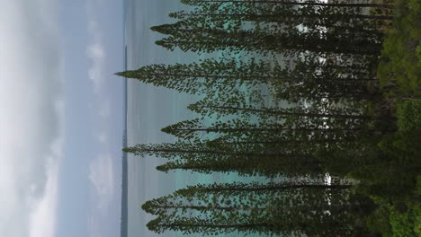 aerial: columnar pine trees on isle of pines coast, new caledonia, vertical format