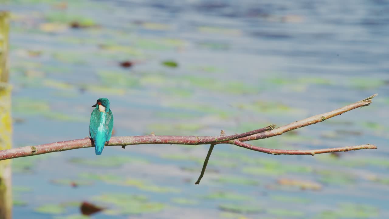 킹피셔 (kingfisher) 는 프리스랜드 (friesland) 에 있는 이델릭 연못 위의 가지에 앉아서 오른쪽으로, 그리고는 앞으로 바라보고 있습니다.