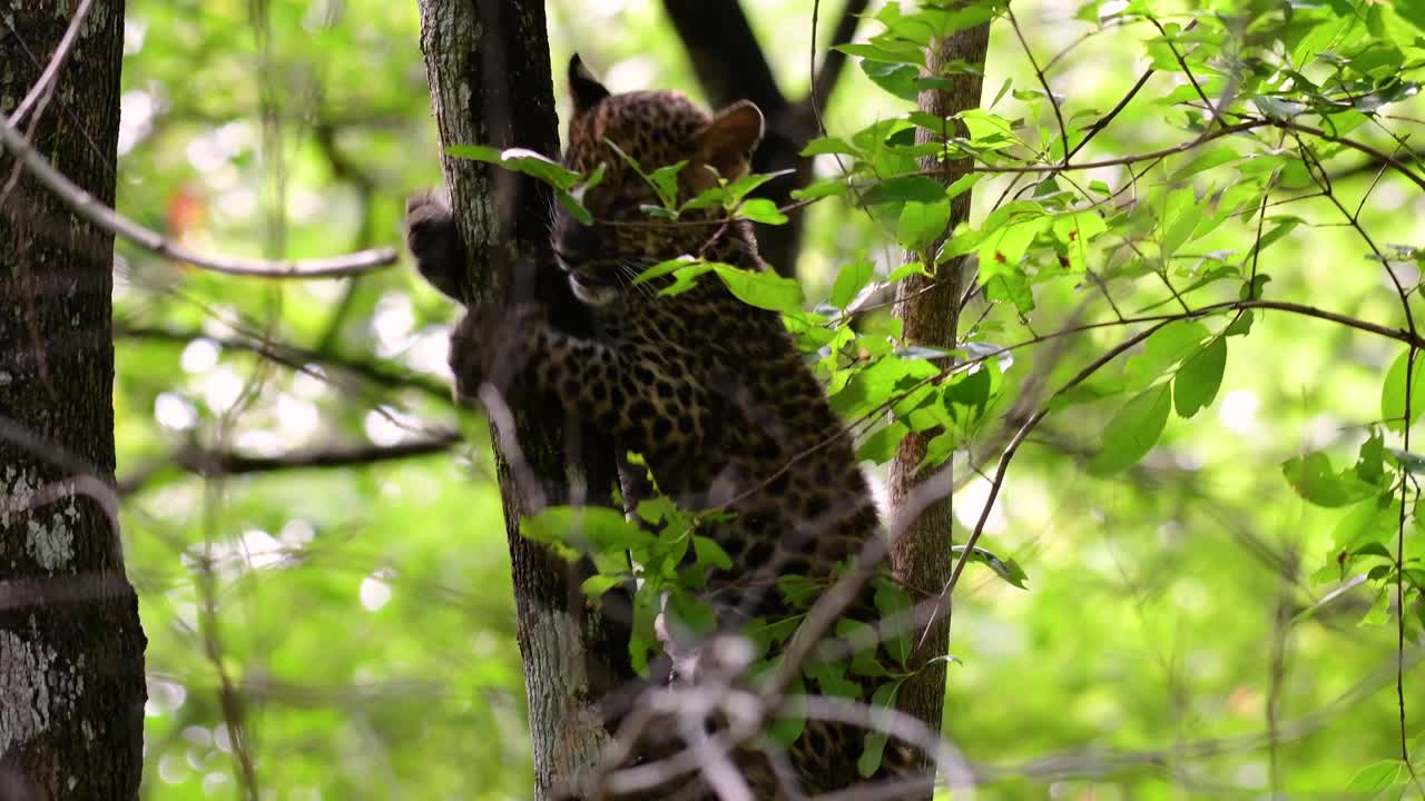 el leopardo de indochina es una especie vulnerable y uno de los grandes felinos de tailandia