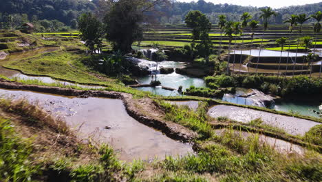 Rice-Paddy-Fields-Nearby-Weekacura-Waterfall-In-West-Sumba,-Indonesia