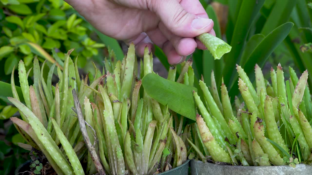 집 정원, 약초, 클로즈업에서 알로에 베라 잎 수확