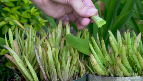 cosecha de hojas de aloe vera del jardín de su casa, medicina herbaria, primer plano