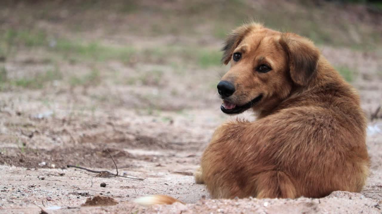 perro callejero marrón jadeando mientras yacía en el suelo