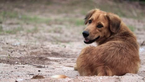 brown stray dog panting while lying on ground