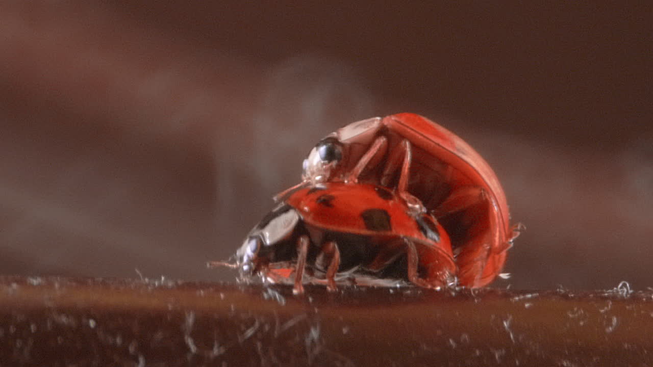 escarabajos mariquitas que intentan aparearse desde el frente, primer plano macro