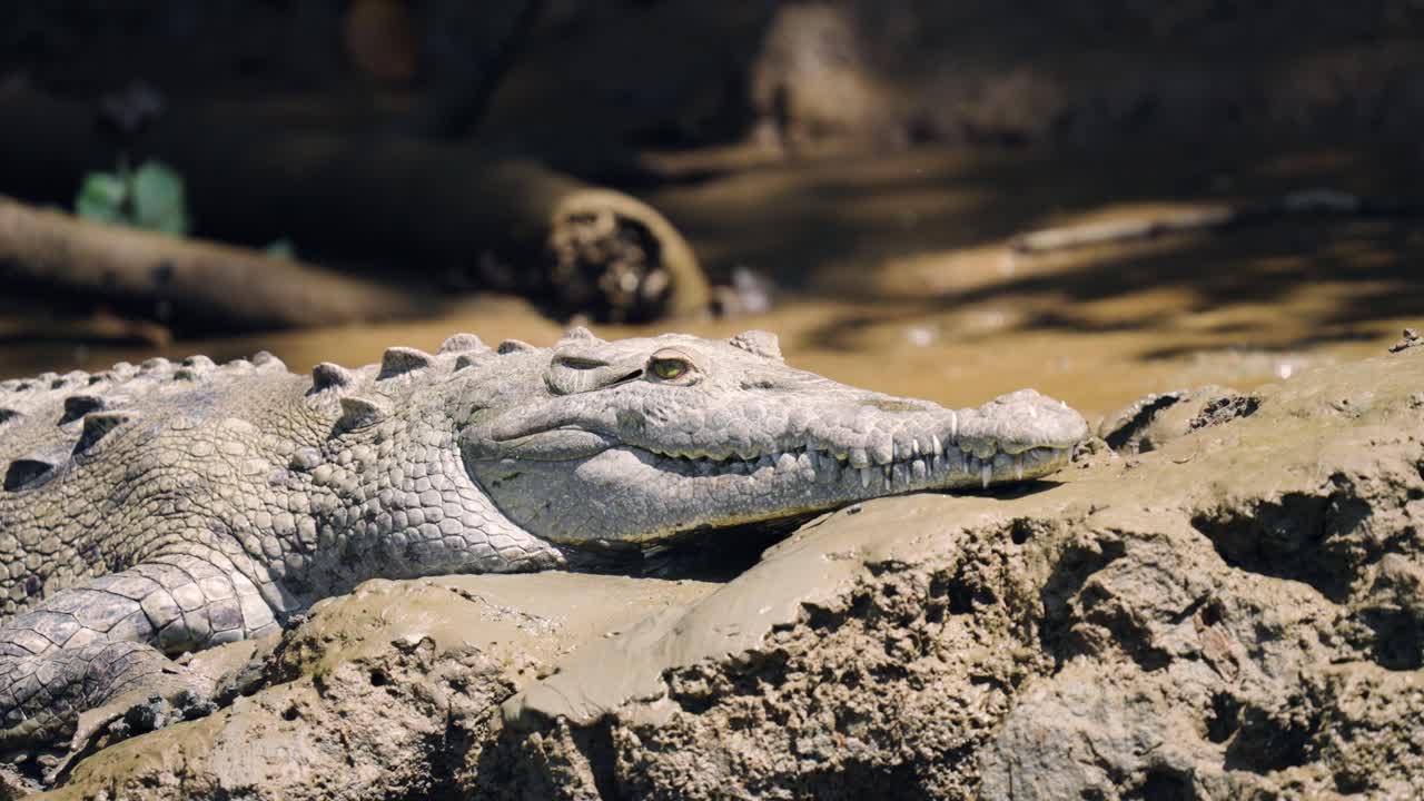 Stor amerikansk krokodil vilar på en lerig flodbank
