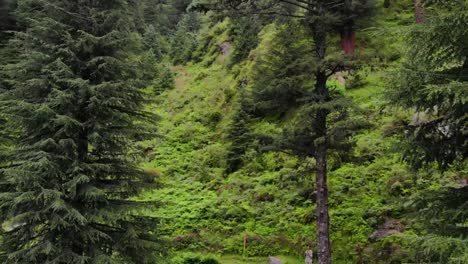 Deodar-Forest-Manali-Himachal---The-Woods-in-the-forest