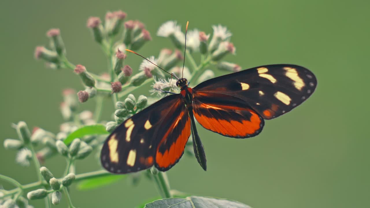 Splendido primo piano macro della farfalla Tiger Longwing (Heliconius hecale) che si nutre su un fiore tropicale, con le ali che si aprono per rivelare colori e motivi vivaci.