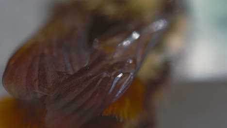 mason bee pulsing its wings super macro shot