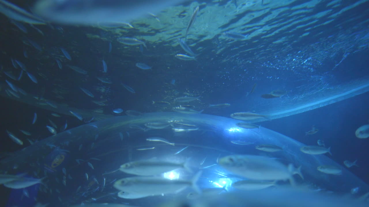 수족관 박물관의 비디오 클립