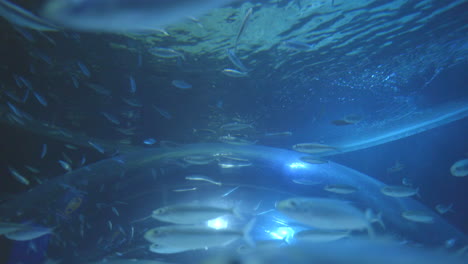 video clip de un museo del acuario