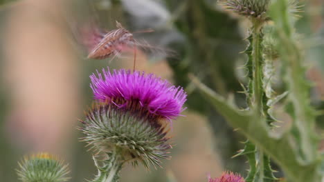 Esfinge-De-Líneas-Blancas:-Polilla-Grande-Que-Actúa-Como-Un-Colibrí-En-Flor