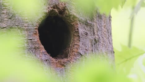 Pájaro-Carpintero-Asomando-Por-El-Agujero-Del-árbol-Con-Hojas-Borrosas-En-Primer-Plano