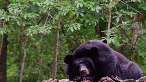 Malayan-Sun-Bear-about-to-fall-Asleep,-Helarctos-malayanus