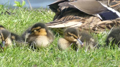 fluffy baby ducklings wildlife sleeping in group on grassy lake wilderness