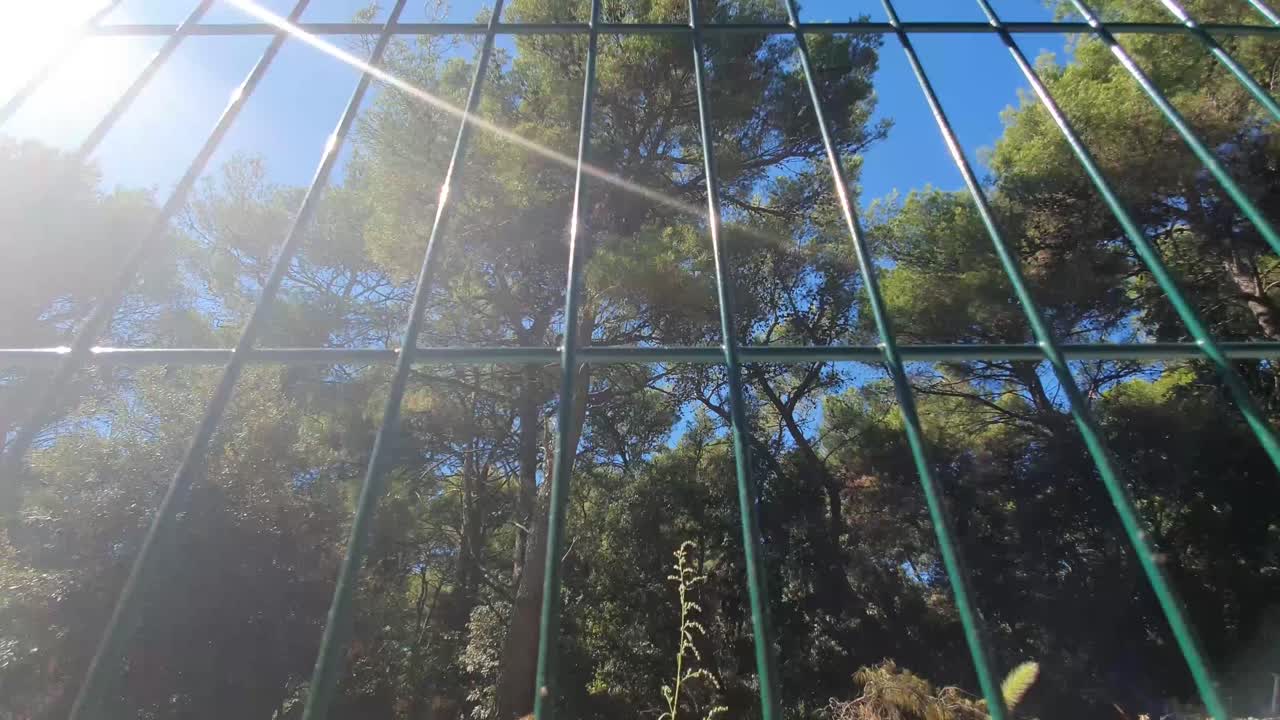 cerca de metal verde frente a grandes árboles en el bosque