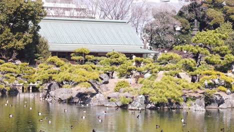 pond with ducks, changing urban backdrop