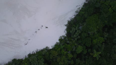 Vista-Aérea-De-Drones-De-Arriba-Hacia-Abajo-De-La-Selva-Y-Las-Dunas-De-Arena-De-La-Playa-De-Mozambique-En-Florionopolis-Brasil