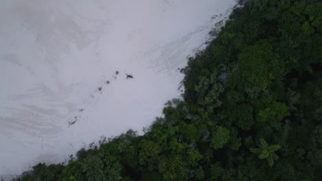 vista aérea de arriba hacia abajo de la jungla y las dunas de arena de la playa de mozambique en florionópolis, brasil