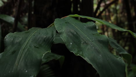 Las-Gotas-De-Agua-De-La-Lluvia-Se-Sientan-En-Grandes-Hojas-Verdes-En-El-Bosque