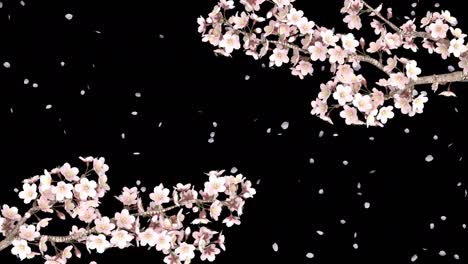 animation of cherry tree branches in full bloom swaying in the wind, flurries, black background