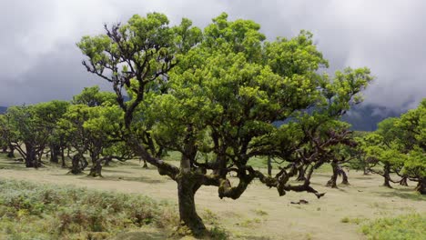 aerial view of the forest fanal in madeira