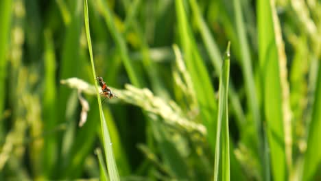 insects perch on rice leaves in the morning