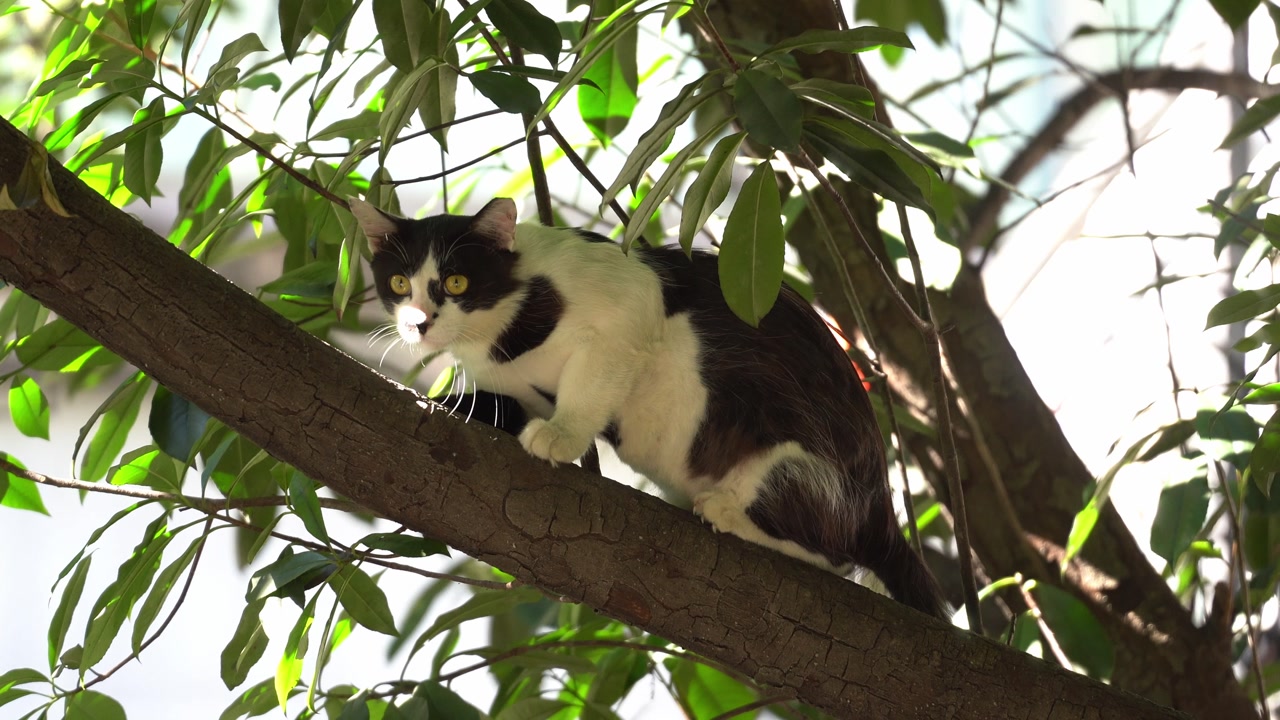 A Cat on the Tree