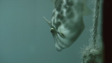 underwater fish
