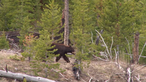 un oso negro camina por un bosque