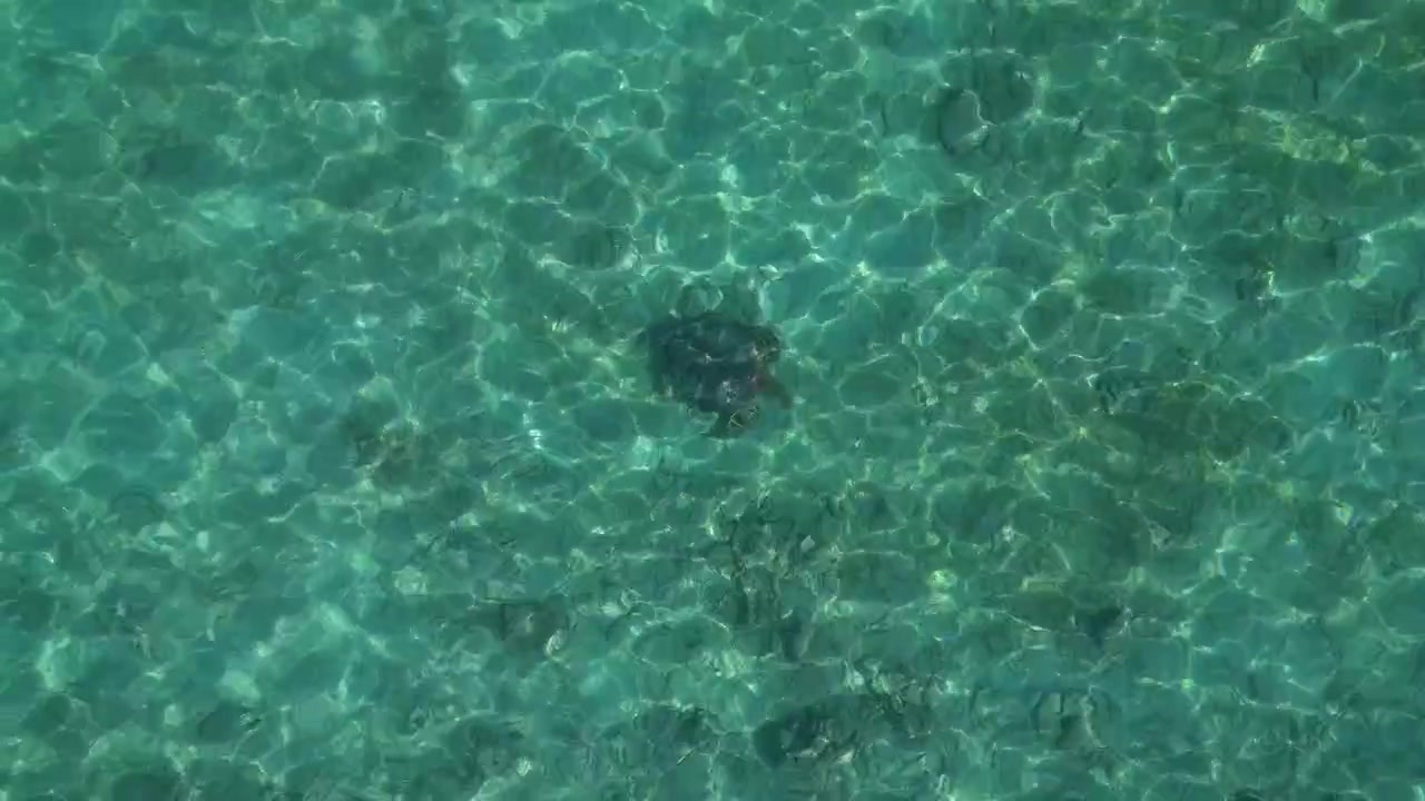 Sea turtle swimming peacefully in clear blue ocean water, sunlight reflecting on the surface, showcasing marine life and conservation. Unique aerial view drone top down Above view