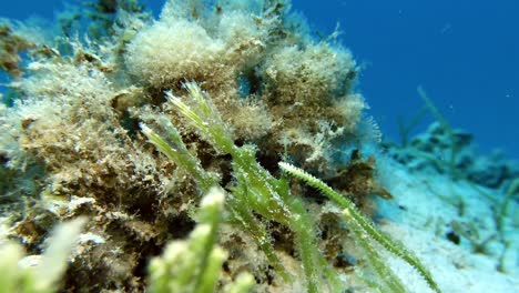 Dos-Peces-Aguja-Fantasma-De-Sea-Gras-Escondidos-Entre-Sea-Gras-En-El-Arrecife-De-Coral-En-La-Isla-Mauricio