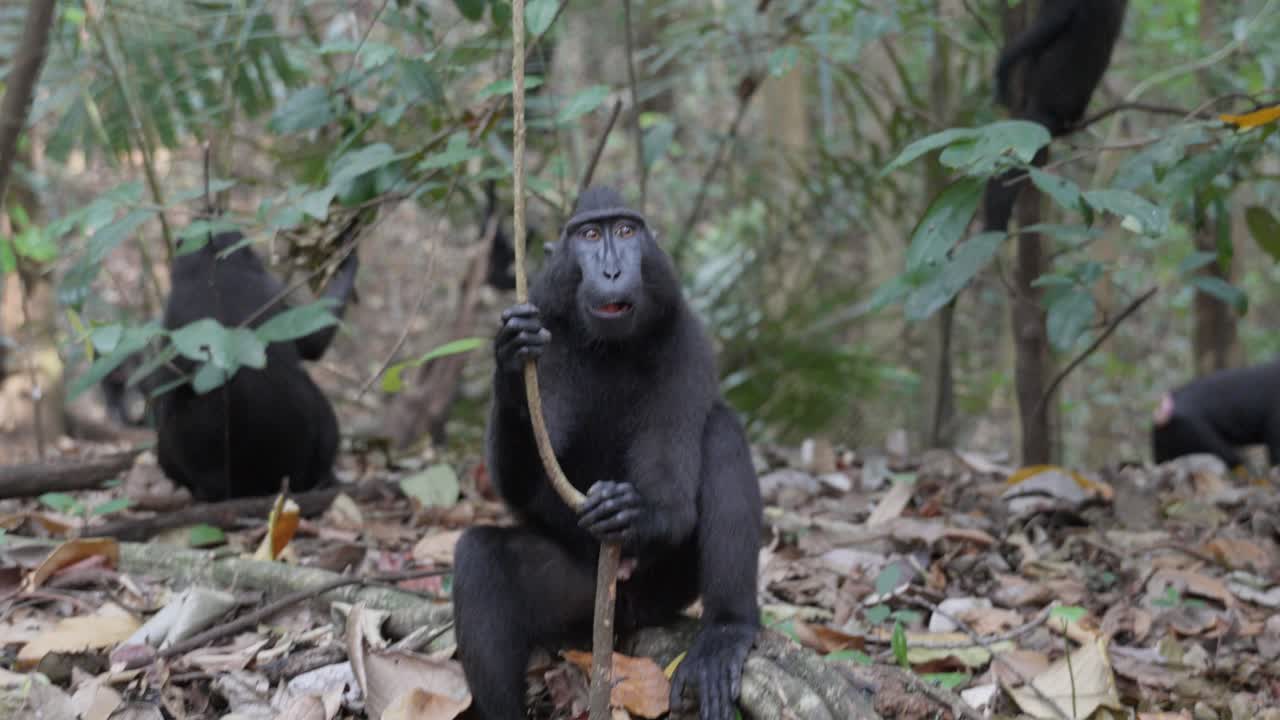 un mono libre y salvaje sentado en el suelo de la selva y mirando a su alrededor