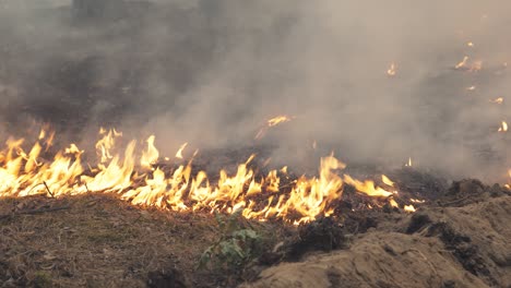 close up of wildfire burning at forest, natural disaster of nature, tracking shot