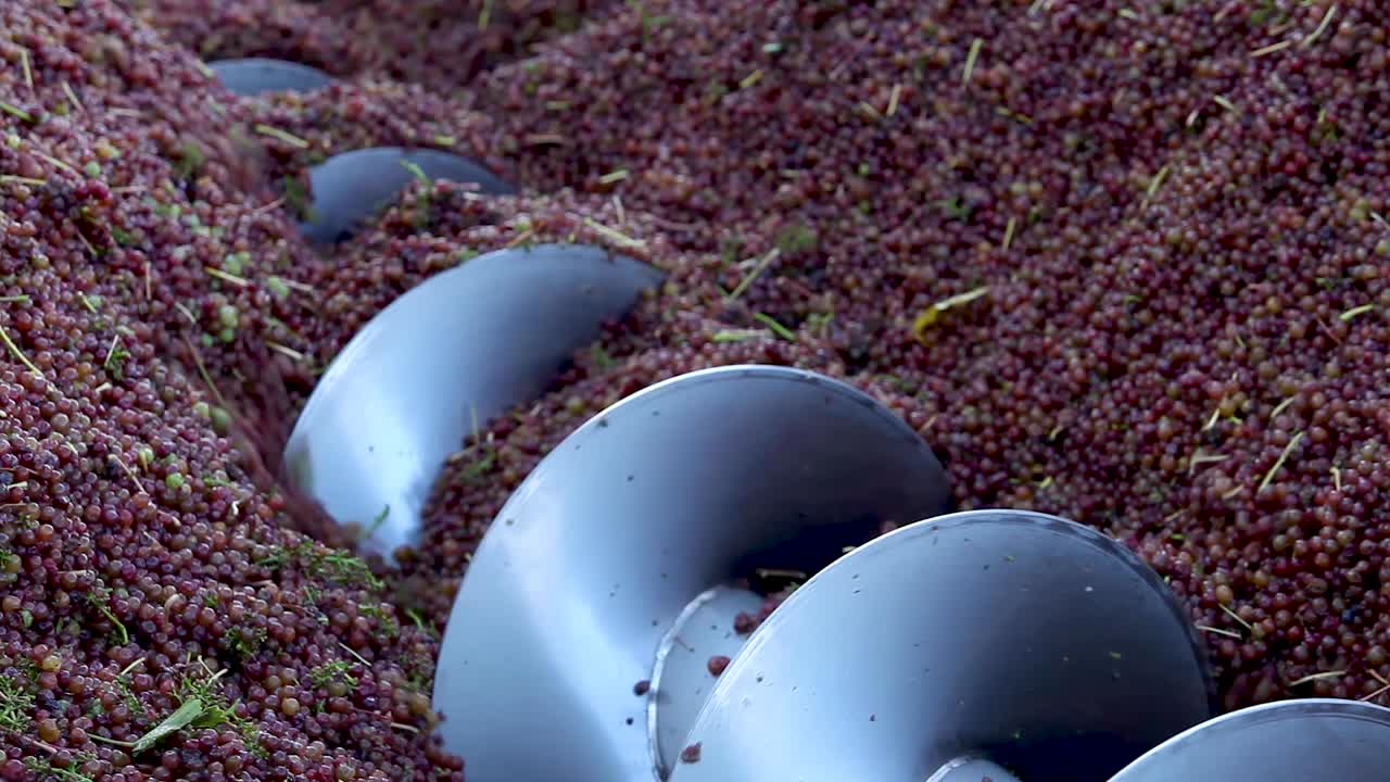 수확기 동안 적포도주 포도를 처리하는 회전 오거 가까이