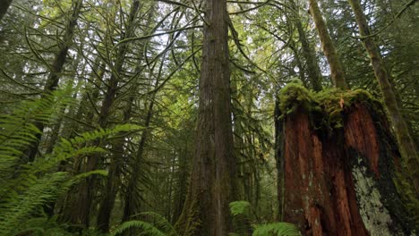 Langsame-Neigung-Von-Einem-Farn-In-Einem-Wald-Zu-Den-Baumwipfeln