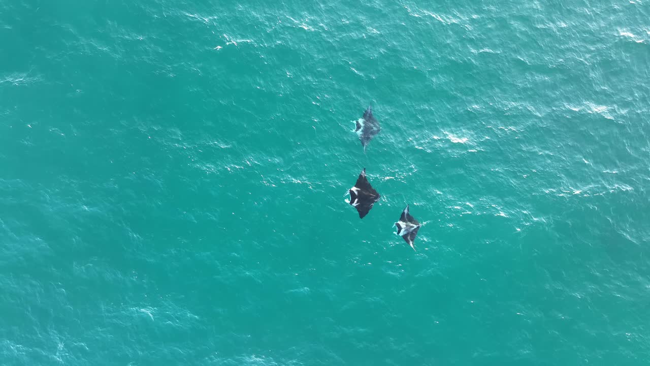 은 바다 물 에서 수영 하는 많은 스팅레이 의 정적 인 위 아래 드론