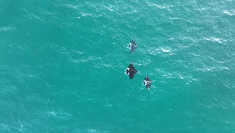 fotografía estática de arriba hacia abajo de muchos rayas que nadan en el agua clara del océano