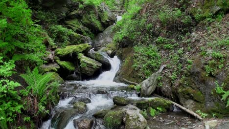 relaxing footage of a small waterfall flowing between mossy ground and green fern plants and trees in a gorge with stones lying in the creek