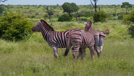 three plains zebras grazing and neighing in green grassy savanna