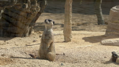 Meerkat-from-zoo-looking-around-standing-in-sunny-weather