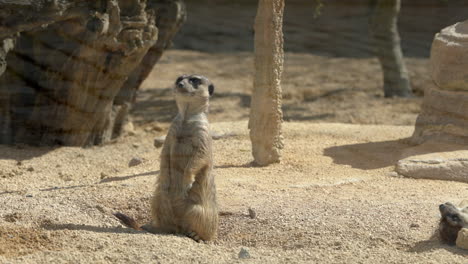 Suricata-Del-Zoológico-Mirando-Alrededor-De-Pie-En-Un-Clima-Soleado