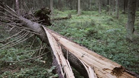 Descending tilt view of a fallen tree, in the middle of the green gold, finnish forests, in Finland