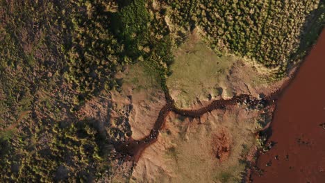 aerial drone shot of masai mara river and hippos, beautiful africa landscape scenery in maasai mara in kenya, top down vertical establishing shot from high up above lush green scene
