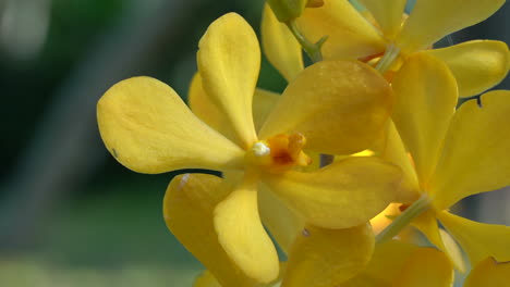 some beautiful yellow orchids blowing in the slight breeze of a beautiful sunny day