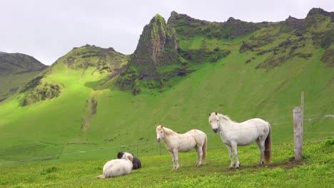 beautiful icelandic ponies horses stand in a green field in iceland 1