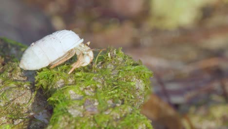 tiny-hermit-crab-basking-in-sun-among-green-seaweed